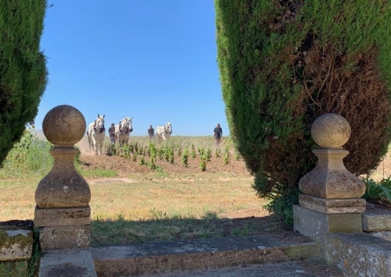 Old Liquors, Soualle & E. Vineyard